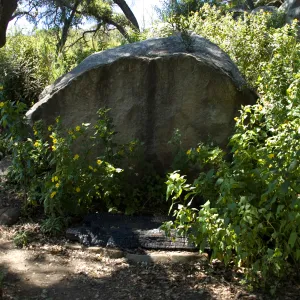 Canyon sunflower surrounds burned wood bench and boulder on the Pritchett Trail, SBBG 2 years after the Jesusita Fire