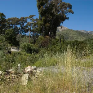 post-fire vegetation, Pritchett Trail path to the upper Tunnel Road gate, SBBG 2 years after the Jesusita Fire