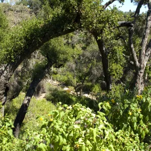 view into the Canyon from the Pritchett Bench on the Pritchett Trail, SBBG 2 years after the Jesusita Fire