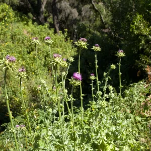 wildflowers on the Pritchett Trail, SBBG 2 years after the Jesusita Fire