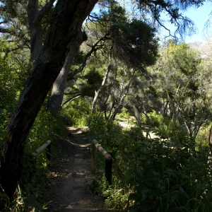 Pritchett Trail, SBBG 2 years after the Jesusita Fire