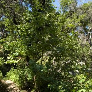 Sycamore stump sprouts at the base of the Pritchett Trail, SBBG 2 years after the Jesusita Fire