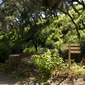 Directional sing in the Canyon, SBBG 2 years after the Jesusita Fire