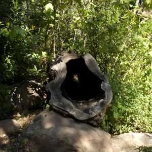 hollow Sycamore stump in the Canyon, SBBG 2 years after the Jesusita Fire