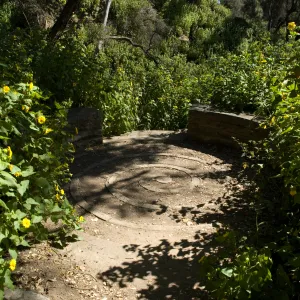 Canyon sunflower surrounds the spiral bench in the canyon, SBBG 2 years after the Jesusita Fire