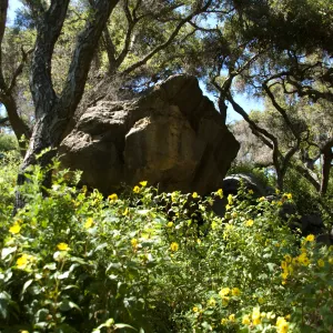 Canyon sunflower in the Canyon, SBBG 2 years after the Jesusita Fire