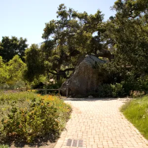 Blaksley Boulder, SBBG 2 years after the Jesusita Fire