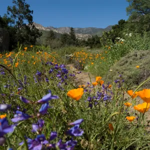 Meadow view with wildflowers, SBBG 2 years after the Jesusita Fire