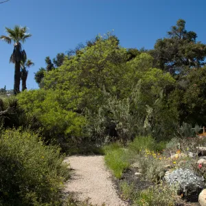 Desert Section and Blaksley Boulder, SBBG 2 years after the Jesusita Fire