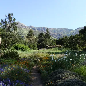 Meadow panorama from the ground cover display in the lower Meadow, Blaksley Boulder, wildflowers, SBBG 2 years after the Jesusita Fire, Herb Parker exhibit