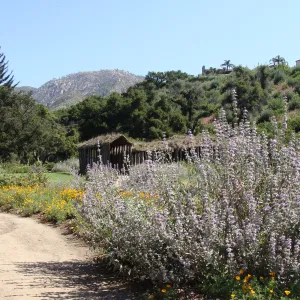 top western corner of the Meadow, Herb Parker exhibit, SBBG 2 years after the Jesusita Fire