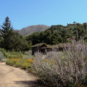top western corner of the Meadow, Herb Parker exhibit, SBBG 2 years after the Jesusita Fire
