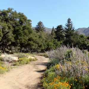 Meadow and Meadow Terrace panorama, SBBG 2 years after the Jesusita Fire, Herb Parker exhibit