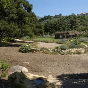 views of the Meadow Terrace, under the Meadow Oaks, SBBG 2 years after the Jesusita Fire, Herb Parker exhibit