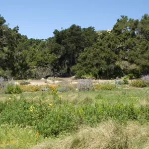 view across the Meadow to the Meadow Terrace, under the Meadow Oaks, SBBG 2 years after the Jesusita Fire
