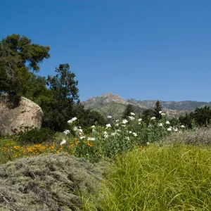 Meadow, Blaksley Boulder, view to the mountains, La Caumbre Peak and Cathedral Peak, SBBG 2 years after the Jesusita Fire, wildflowers