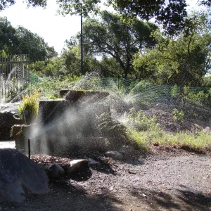 Irrigation in the Conservation display garden, SBBG 2 years after the Jesusita Fire