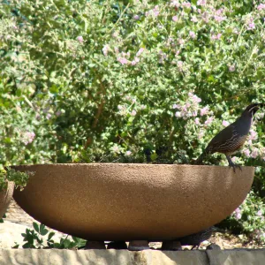 California quail in the Conservation display garden, SBBG 2 years after the Jesusita Fire