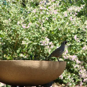 California quail in the Conservation display garden, SBBG 2 years after the Jesusita Fire