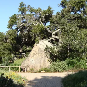 Blaksley Boulder, view from the old entrance steps, SBBG 2 years after the Jesusita Fire