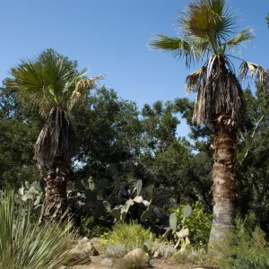 palms in the Desert Section, SBBG 2 years after the Jesusita Fire