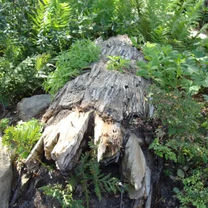 nurse log in the Meadow Pond and Orchid Display, SBBG 2 years after the Jesusita Fire