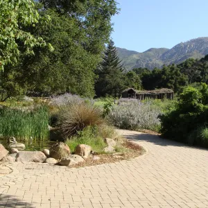 Meadow and mountain view from the Blaksley Boulder, Meadow pond, Herb Parker sculpture, SBBG 2 years after the Jesusita Fire