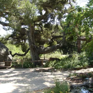view from Meadow pond, Blaksley Boulder, Information Kiosk, SBBG 2 years after the Jesusita Fire