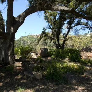 Canyon Overlook, SBBG 2 years after the Jesusita Fire