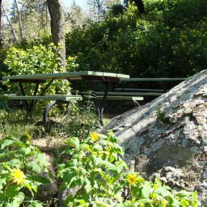 Canyon sunflower in the Picnic Area, Campbell Trail, SBBG 2 years after the Jesusita Fire