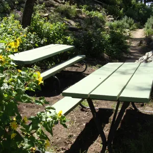 Canyon sunflower in the Picnic Area, Campbell Trail, SBBG 2 years after the Jesusita Fire