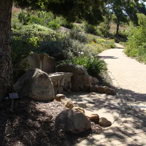 new stone bench at the top of the Meadow, Meadow View, SBBG 2 years after the Jesusita Fire