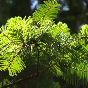 green shoots on coast redwood trees, Redwood Section, SBBG 2 years after the Jesusita Fire