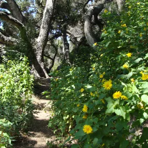 Canyon sunflower (Venegasia carpesioides) along the Pritchett Trail, SBBG 2 years after the Jesusita Fire
