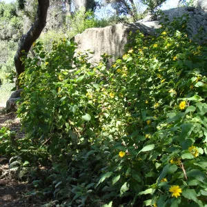 Canyon sunflower (Venegasia carpesioides) along the Pritchett Trail, SBBG 2 years after the Jesusita Fire