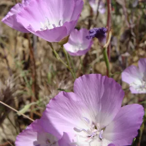 wildflowers on the Pritchett Trail, SBBG 2 years after the Jesusita Fire