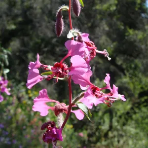 wildflowers on the Pritchett Trail, SBBG 2 years after the Jesusita Fire