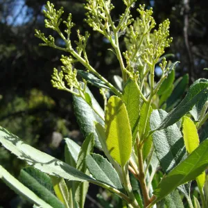 fresh leaves and flowering vegetion along the Pritchett Trail, SBBG 2 years after the Jesusita Fire