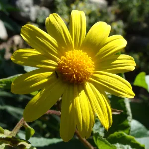 Canyon sunflower (Venegasia carpesioides) on the Pritchett Trail, SBBG 2 years after the Jesusita Fire