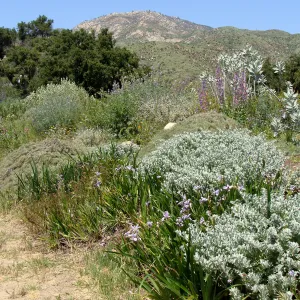 top of Porter Trail, view to Santa Ynez Mountains, SBBG 2 years after the Jesusita Fire