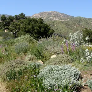 top of Porter Trail, view to Santa Ynez Mountains, SBBG 2 years after the Jesusita Fire