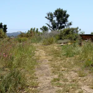 Porter Trail, SBBG 2 years after the Jesusita Fire, back side of Chaparral sign