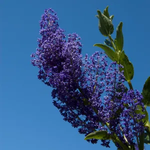Ceanothus cyaneus volunteer on the Porter Trail, SBBG 2 years after the Jesusita Fire
