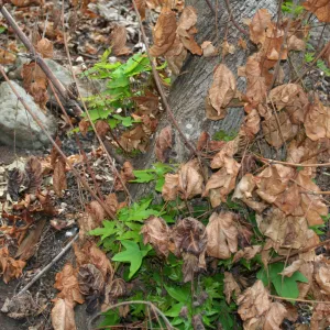 SBBG Fire Walk in the Garden, one month after Jesusita Fire, fresh green leaves sprout from the base of a sycamore in the canyon