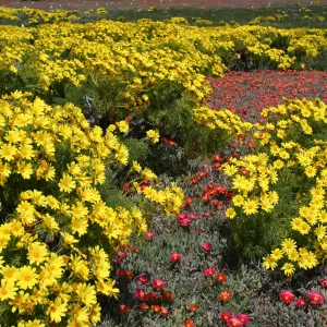 coreopsisand iceplant in bloom, Anacapa Island, SBBG field trip, 2008