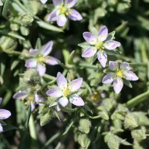 Anacapa Island, SBBG field trip, 2008