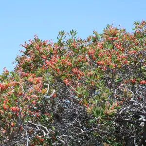 TEAWET, Santa Cruz Island field trip, 2009