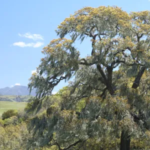 oak with Ramalina lichen, Sedgewick Reserve, SBBG Docent field trip, 2006