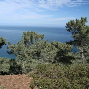 Santa Rosa Island, SBBG field trip