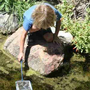 exploring life in the Pond, SBBG Summer Nature Camp, 2006